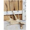Image 1 : 79 4/8" Whitetail Shed Antler