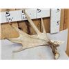 Image 2 : 79 4/8" Whitetail Shed Antler