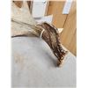 Image 3 : 79 4/8" Whitetail Shed Antler