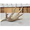 Image 4 : 79 4/8" Whitetail Shed Antler