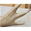 Image 5 : 79 4/8" Whitetail Shed Antler