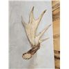 Image 6 : 79 4/8" Whitetail Shed Antler