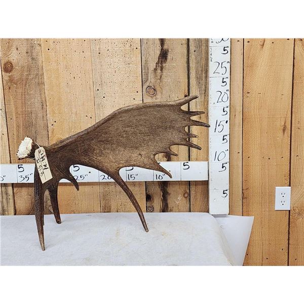 11.5 Lbs Self Standing Alaskan Moose Shed Antler