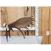 Image 1 : 11.5 Lbs Self Standing Alaskan Moose Shed Antler