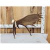 Image 2 : 11.5 Lbs Self Standing Alaskan Moose Shed Antler