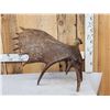 Image 3 : 11.5 Lbs Self Standing Alaskan Moose Shed Antler