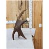 Image 4 : 11.5 Lbs Self Standing Alaskan Moose Shed Antler