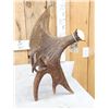Image 5 : 11.5 Lbs Self Standing Alaskan Moose Shed Antler