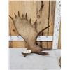 Image 6 : 11.5 Lbs Self Standing Alaskan Moose Shed Antler