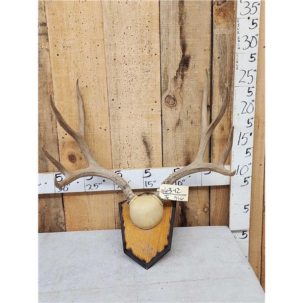 5x5 Mule Deer Antlers On Plaque