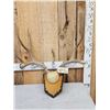 Image 1 : 5x5 Mule Deer Antlers On Plaque