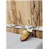 Image 2 : 5x5 Mule Deer Antlers On Plaque
