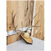 Image 3 : 5x5 Mule Deer Antlers On Plaque