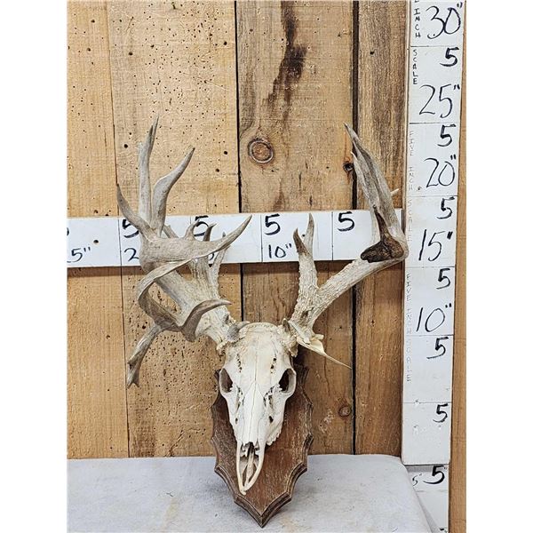 Crazy Nontypical Whitetail Antlers On Skull