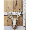 Image 1 : Crazy Nontypical Whitetail Antlers On Skull