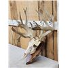Image 2 : Crazy Nontypical Whitetail Antlers On Skull
