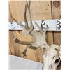 Image 4 : Crazy Nontypical Whitetail Antlers On Skull