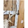 Image 5 : Crazy Nontypical Whitetail Antlers On Skull