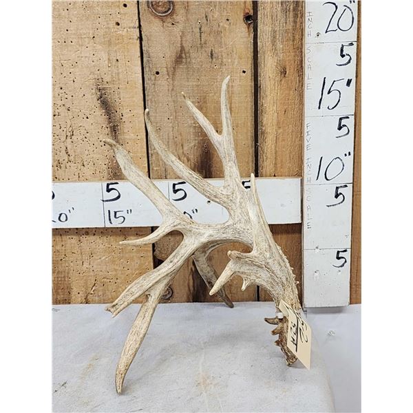 117" Self Standing Whitetail Shed Antler