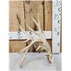 Image 1 : 117" Self Standing Whitetail Shed Antler