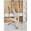 Image 2 : 117" Self Standing Whitetail Shed Antler
