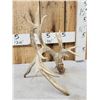 Image 3 : 117" Self Standing Whitetail Shed Antler