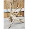 Image 4 : 117" Self Standing Whitetail Shed Antler