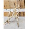 Image 5 : 117" Self Standing Whitetail Shed Antler