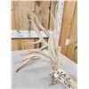 Image 6 : 117" Self Standing Whitetail Shed Antler
