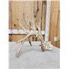 Image 7 : 117" Self Standing Whitetail Shed Antler
