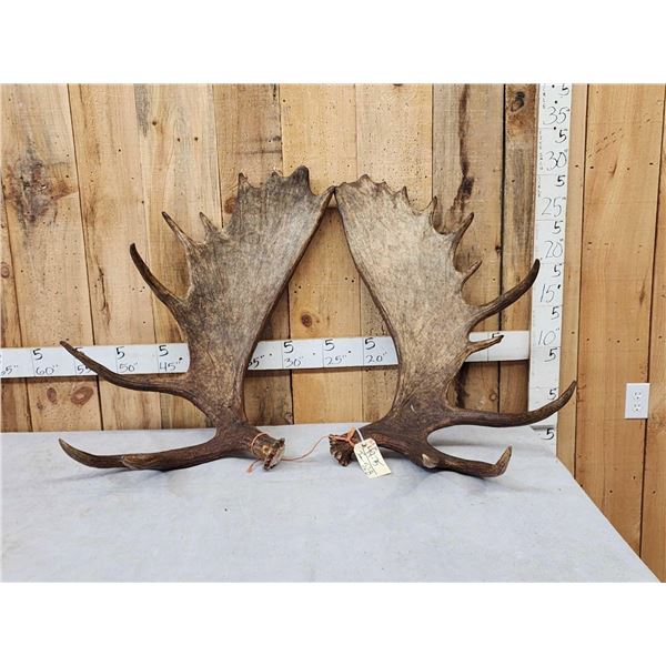 31.8 Lbs Set Of Alaskan Moose Shed Antlers