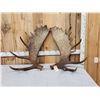 Image 1 : 31.8 Lbs Set Of Alaskan Moose Shed Antlers