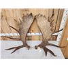 Image 2 : 31.8 Lbs Set Of Alaskan Moose Shed Antlers