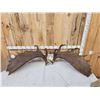 Image 3 : 31.8 Lbs Set Of Alaskan Moose Shed Antlers