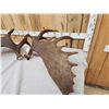 Image 4 : 31.8 Lbs Set Of Alaskan Moose Shed Antlers