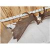 Image 5 : 31.8 Lbs Set Of Alaskan Moose Shed Antlers