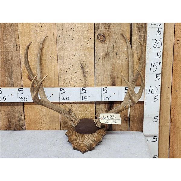 Around 186 2/8" Gross Mule Deer Antlers On Plaque