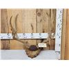 Image 1 : Around 186 2/8" Gross Mule Deer Antlers On Plaque