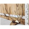 Image 2 : Around 186 2/8" Gross Mule Deer Antlers On Plaque