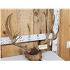 Image 3 : Around 186 2/8" Gross Mule Deer Antlers On Plaque