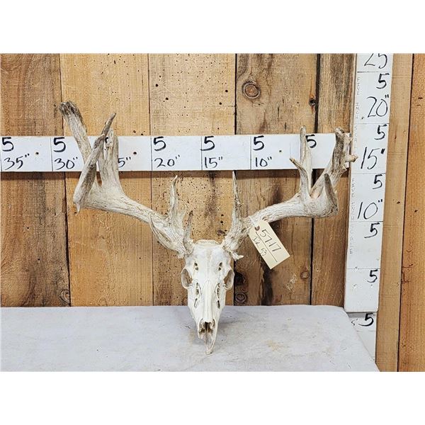 Main Frame 5x5 Nontypical Whitetail Antlers On Skull