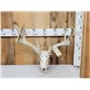 Image 1 : Main Frame 5x5 Nontypical Whitetail Antlers On Skull