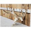 Image 2 : Main Frame 5x5 Nontypical Whitetail Antlers On Skull