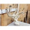 Image 3 : Main Frame 5x5 Nontypical Whitetail Antlers On Skull