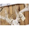 Image 4 : Main Frame 5x5 Nontypical Whitetail Antlers On Skull