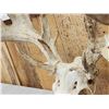Image 5 : Main Frame 5x5 Nontypical Whitetail Antlers On Skull