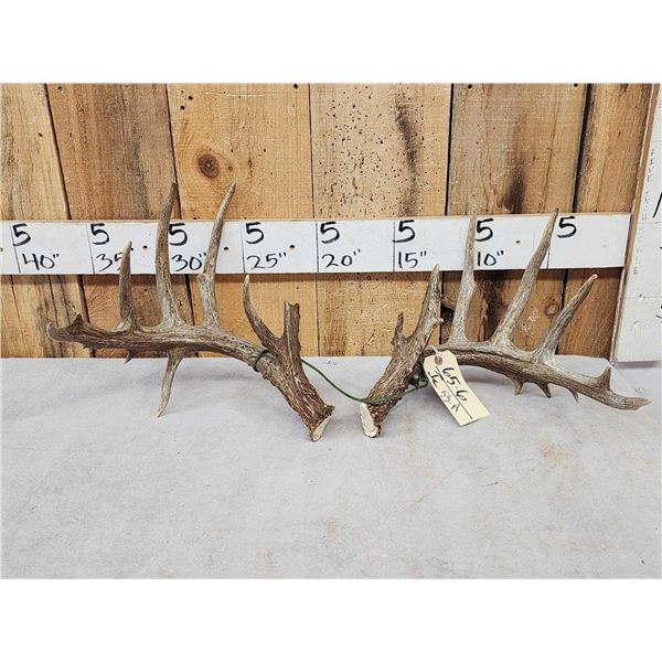 Set Of 190 3/8" Texas Whitetail Shed Antlers