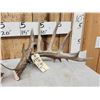 Image 2 : Set Of 190 3/8" Texas Whitetail Shed Antlers