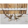 Image 4 : Set Of 190 3/8" Texas Whitetail Shed Antlers