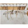 Image 5 : Set Of 190 3/8" Texas Whitetail Shed Antlers